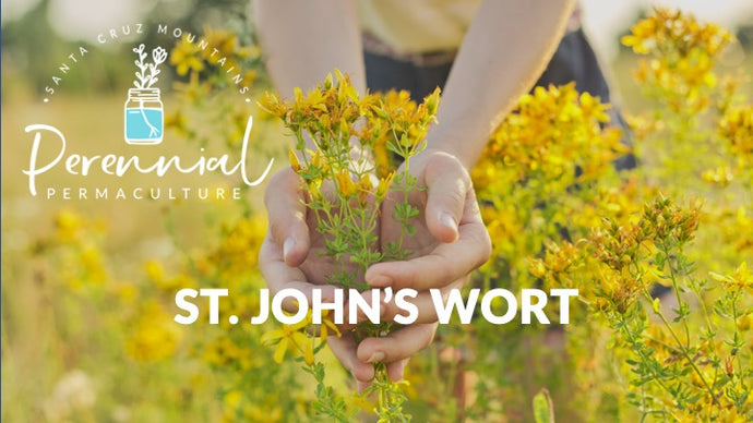 Herb of the Month:  St. John's Wort