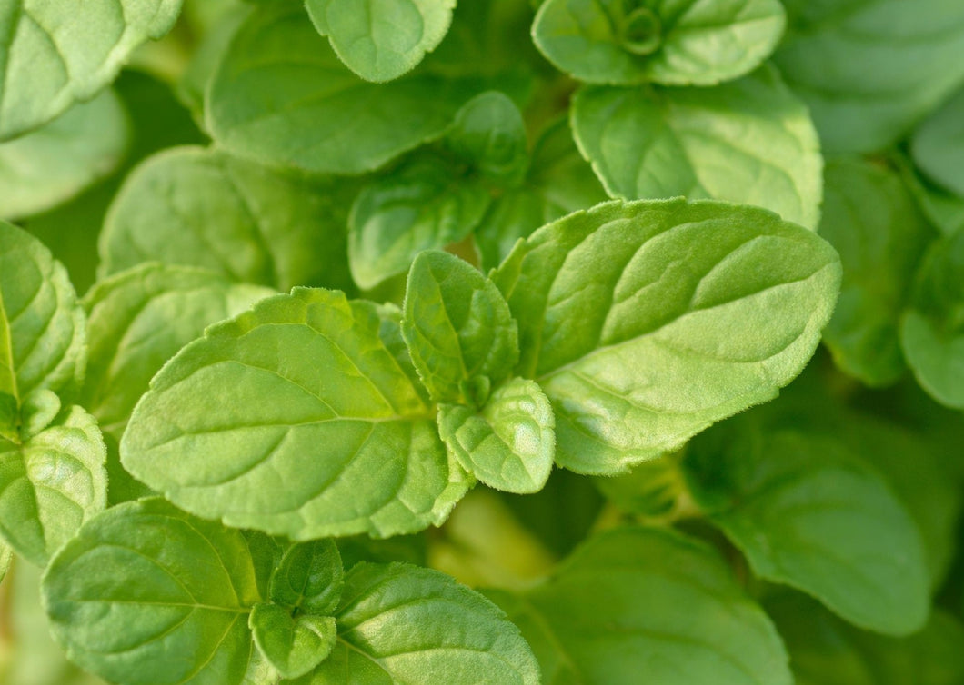 PERMA BASIL - Basil Mint