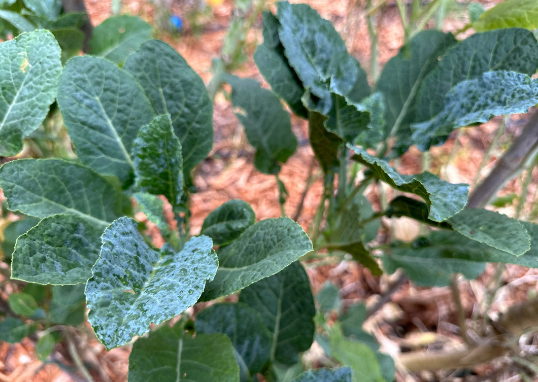 PERMA KALE - Dwarf Dino