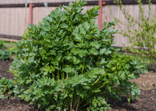 Load image into Gallery viewer, PERMA CELERY - Lovage

