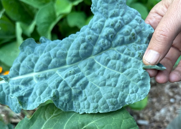 PERMA KALE - Blue Belly