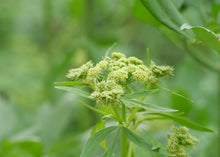 Load image into Gallery viewer, PERMA CELERY - Lovage
