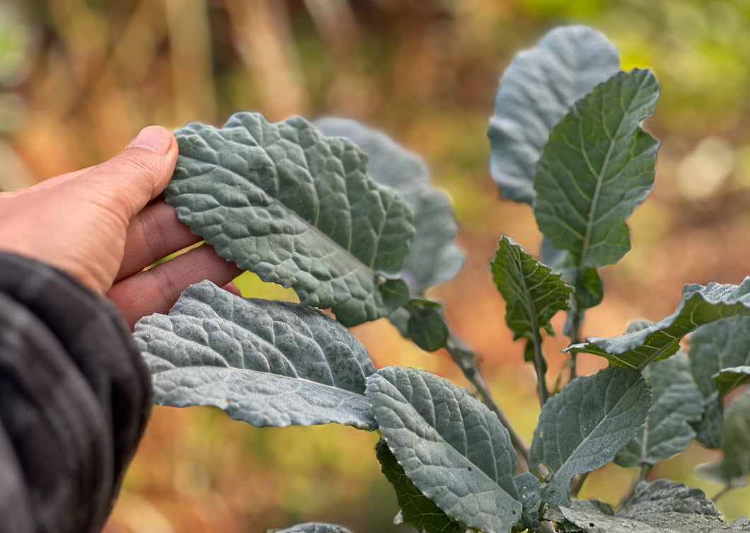 PERMA COLLARD - Cold-Hardy Collard