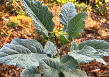 Load image into Gallery viewer, PERMA COLLARD - Cold-Hardy Collard
