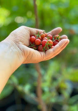 Load image into Gallery viewer, PERMA TOMATOES - Wild Everglades Tomato
