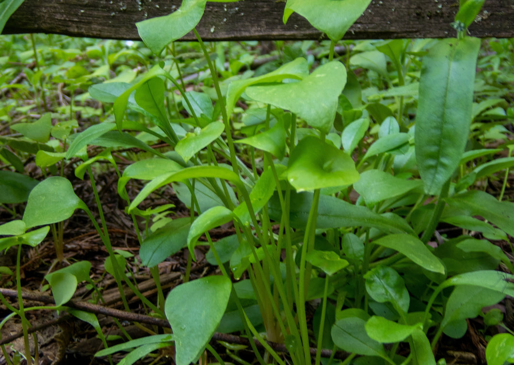 PERMA LETTUCE - Miner's Lettuce