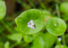 Load image into Gallery viewer, PERMA LETTUCE - Miner&#39;s Lettuce
