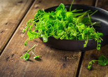 Load image into Gallery viewer, PERMA LETTUCE - Miner&#39;s Lettuce
