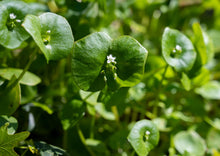 Load image into Gallery viewer, PERMA LETTUCE - Miner&#39;s Lettuce
