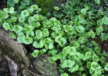 Load image into Gallery viewer, PERMA LETTUCE - Miner&#39;s Lettuce
