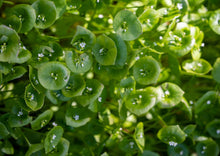 Load image into Gallery viewer, PERMA LETTUCE - Miner&#39;s Lettuce
