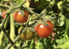 Load image into Gallery viewer, PERMA TOMATOES - Wild Everglades Tomato
