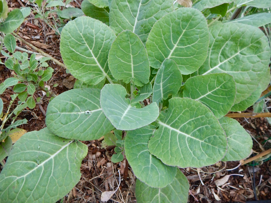 PERMA COLLARD - Green Tree Collard