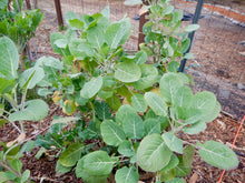 Load image into Gallery viewer, PERMA COLLARD - Green Tree Collard
