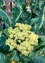 Load image into Gallery viewer, PERMA CAULIFLOWER - 9 Star (limit of 2 packets please)
