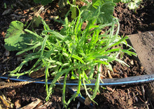 Load image into Gallery viewer, PERMA FRISÉE - Minutina
