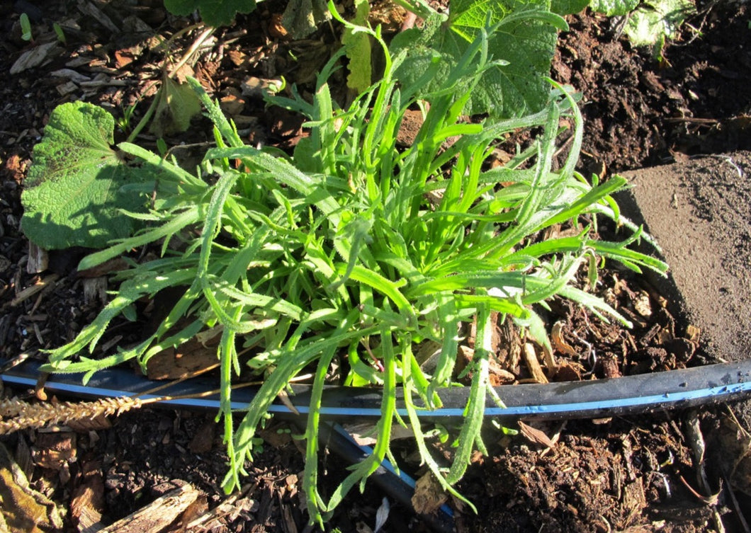 PERMA FRISÉE - Minutina