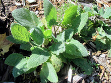 Load image into Gallery viewer, CAPTIVATING CLARY SAGE
