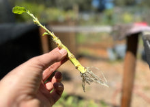 Load image into Gallery viewer, PERMA KALE - Lilac Lizard
