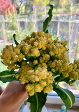 Load image into Gallery viewer, PERMA CAULIFLOWER - 9 Star (limit of 2 packets please)
