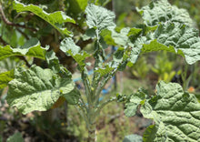 Load image into Gallery viewer, PERMA COLLARD - Merritt Tree Collard
