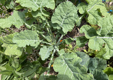 Load image into Gallery viewer, PERMA COLLARD - Merritt Tree Collard
