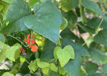 Load image into Gallery viewer, PERMA RUNNER BEANS
