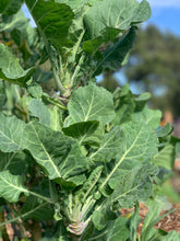 Load image into Gallery viewer, PERMA COLLARD - Merritt Tree Collard
