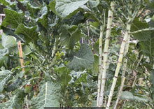 Load image into Gallery viewer, PERMA COLLARD - Crocodile Collard
