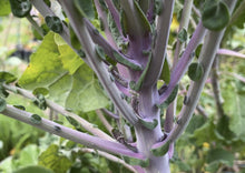 Load image into Gallery viewer, PERMA KALE - Lilac Lizard
