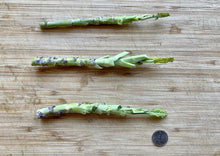 Load image into Gallery viewer, PERMA COLLARD - Crocodile Collard
