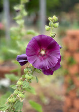 Load image into Gallery viewer, PERMA HOLLYHOCK - Purple
