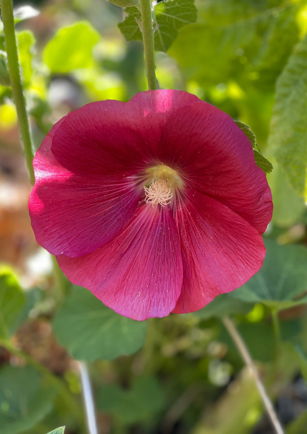 PERMA HOLLYHOCK - Red