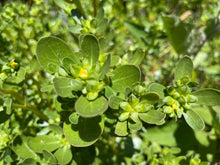 Load image into Gallery viewer, PROUD PURSLANE
