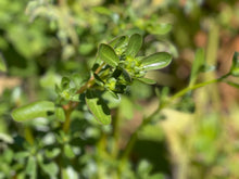 Load image into Gallery viewer, PROUD PURSLANE
