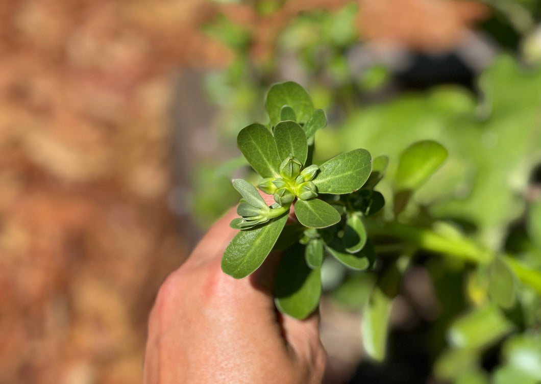 PROUD PURSLANE