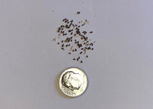 Load image into Gallery viewer, PERMA FRISÉE - Minutina
