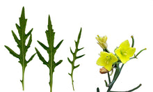 Load image into Gallery viewer, PERMA ARUGULA - Wild Rocket
