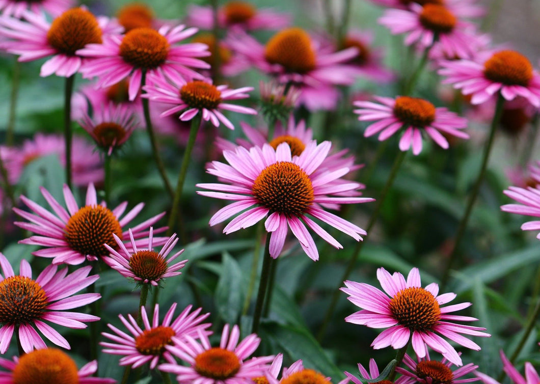 EMPOWERED ECHINACEA