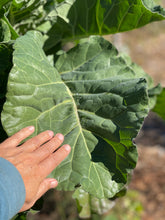Load image into Gallery viewer, PERMA COLLARD - Merritt Tree Collard
