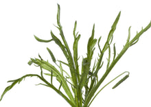 Load image into Gallery viewer, PERMA FRISÉE - Minutina
