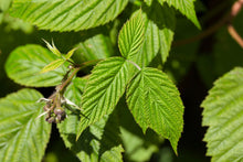 Load image into Gallery viewer, PERMA RED RASPBERRY - Heritage Everbearing
