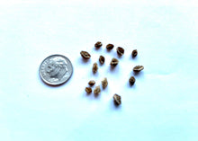 Load image into Gallery viewer, PERMA CUCUMBER LEAF - Salad Burnet
