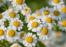 Load image into Gallery viewer, FAITHFUL FEVERFEW
