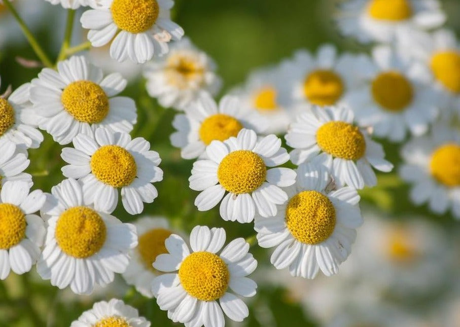 FAITHFUL FEVERFEW