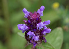 Load image into Gallery viewer, SENSIBLE SELF-HEAL
