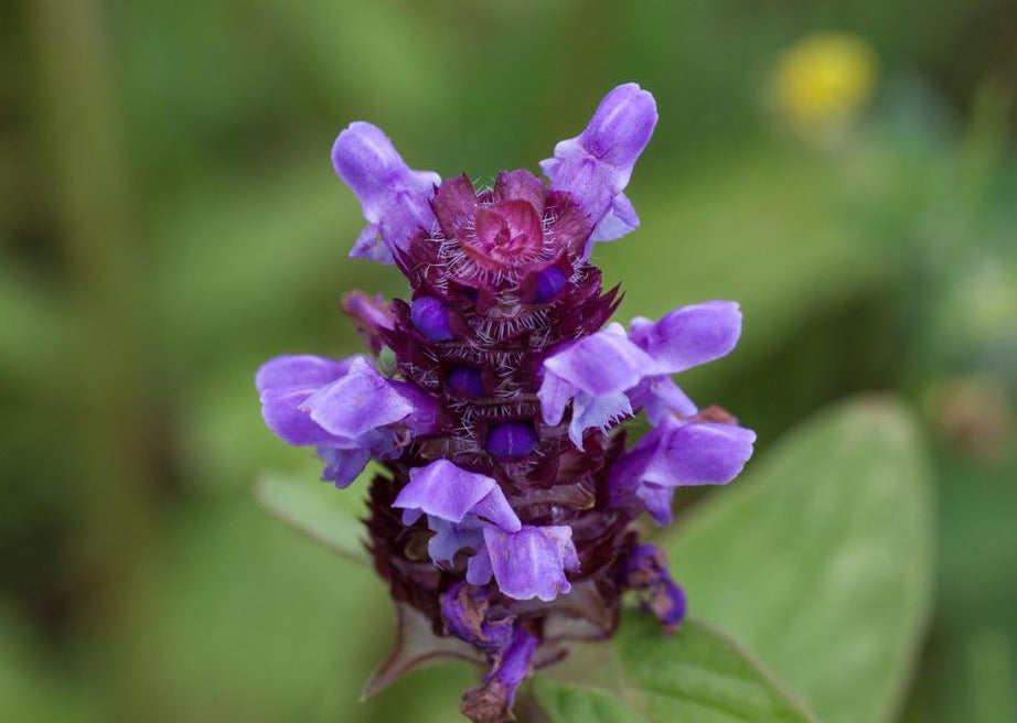SENSIBLE SELF-HEAL