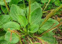 Load image into Gallery viewer, PEACEFUL PLANTAIN
