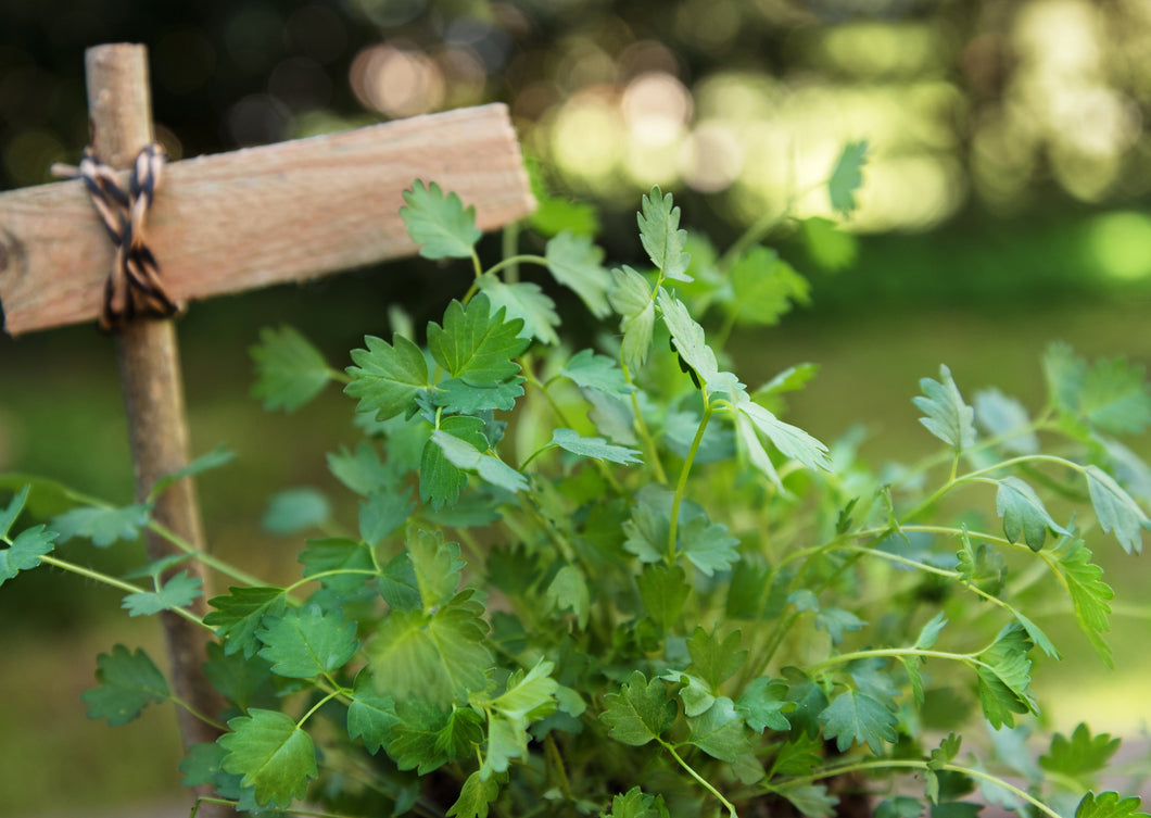 PERMA CUCUMBER LEAF - Salad Burnet