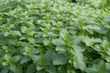 Load image into Gallery viewer, PERMA SPINACH - Wild Stinging Nettle

